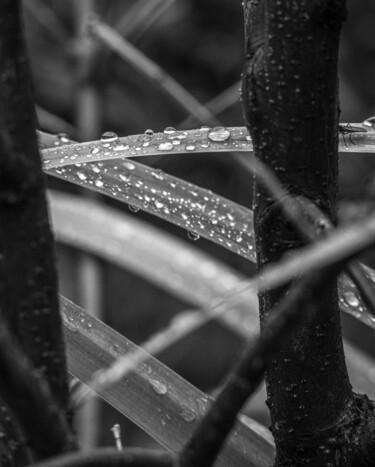 Fotografie getiteld "Raindrops on the gr…" door Iurii Baklykov, Origineel Kunstwerk, Digitale fotografie