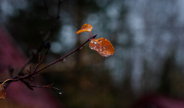 Fotografie getiteld "The last leaves" door Iurii Baklykov, Origineel Kunstwerk, Digitale fotografie