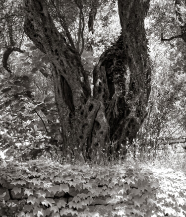 Photographie intitulée "Old olive tree" par Iurii Baklykov, Œuvre d'art originale, Photographie numérique