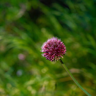 Fotografie mit dem Titel "Flower ball on a ba…" von Iurii Baklykov, Original-Kunstwerk, Digitale Fotografie