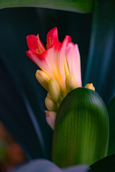 Fotografie getiteld "Blooming bright cli…" door Iurii Baklykov, Origineel Kunstwerk, Digitale fotografie
