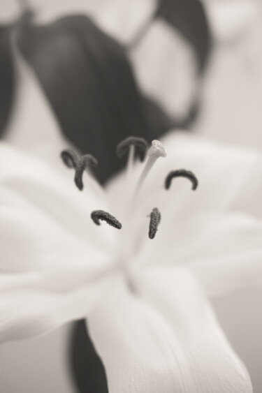 Photography titled "White Lily" by Ivan Cordoba, Original Artwork, Digital Photography