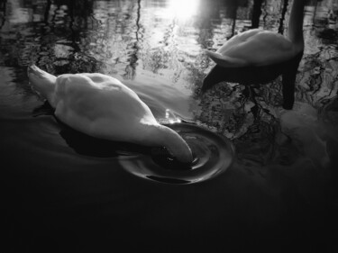Fotografia intitulada "Swan" por Ivan Cordoba, Obras de arte originais, Fotografia digital