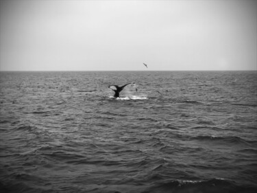 Fotografie mit dem Titel "Whale" von Ivan Cordoba, Original-Kunstwerk, Digitale Fotografie