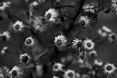 Fotografie mit dem Titel "Dead Flowers" von Ivan Cordoba, Original-Kunstwerk, Digitale Fotografie