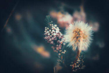 Fotografie getiteld "Wildflowers n.1" door Ivan Cordoba, Origineel Kunstwerk, Digitale fotografie