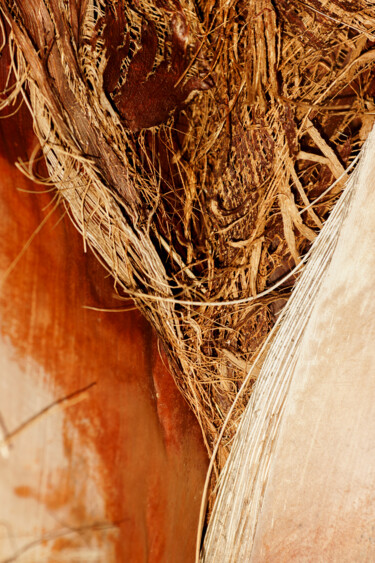 Фотография под названием "PALM TREE" - Ivan Ponomarevsky, Подлинное произведение искусства, Цифровая фотография