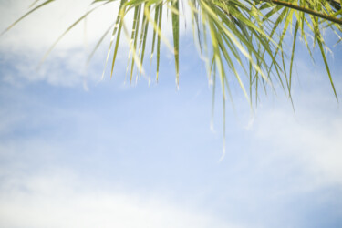Photography titled "Palm leaves at noon…" by Ivan Ponomarevsky, Original Artwork, Digital Photography
