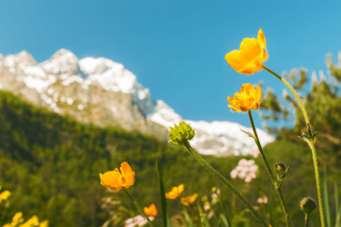 摄影 标题为“Mountain flower” 由Ivan Ponomarevsky, 原创艺术品, 非操纵摄影