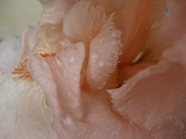 Photographie intitulée "rosée ou petite plu…" par M F Coullet, Œuvre d'art originale