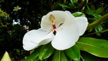 Photography titled "MAGNOLIA" by M F Coullet, Original Artwork