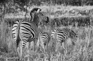 Fotografia intitolato "Zebras in der Wildn…" da J. Alfred Lindenthal, Opera d'arte originale, Fotografia digitale