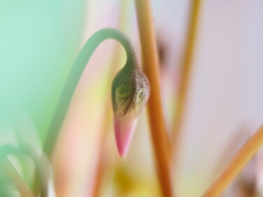 Fotografía titulada "Sanfte Blumenblüte…" por J. Alfred Lindenthal, Obra de arte original, Fotografía digital