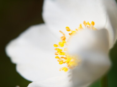 Fotografía titulada "Sanfte Blume in weiß" por J. Alfred Lindenthal, Obra de arte original, Fotografía digital