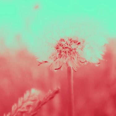 Fotografie mit dem Titel "Puste Blume Abstrakt" von J. Alfred Lindenthal, Original-Kunstwerk, Manipulierte Fotografie