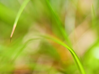 Photographie intitulée "Gras und Gräser" par J. Alfred Lindenthal, Œuvre d'art originale, Photographie numérique