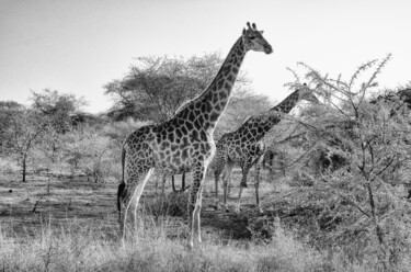 Fotografie getiteld "Giraffen in der Wil…" door J. Alfred Lindenthal, Origineel Kunstwerk, Digitale fotografie