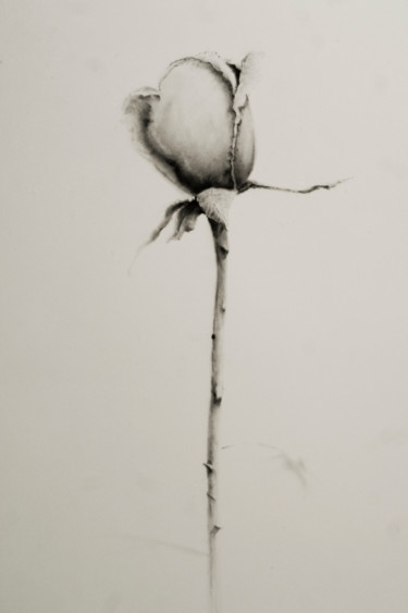 Desenho intitulada "A rose" por John C, Obras de arte originais, Carvão