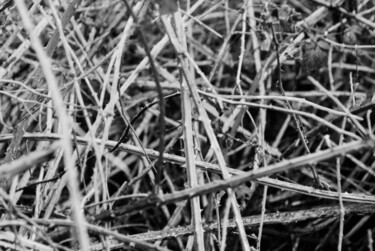 Photography titled "sticks" by J.D. Curry, Original Artwork