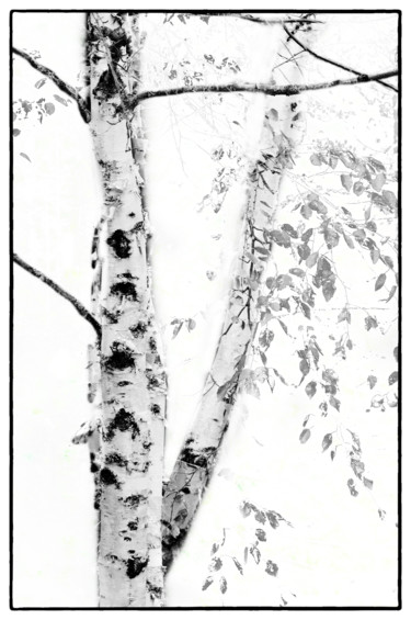 Φωτογραφία με τίτλο "Birch" από John Pingree, Αυθεντικά έργα τέχνης, Ψηφιακή φωτογραφία