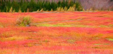 Photography titled "Blueberry Field" by John Pingree, Original Artwork, Digital Photography