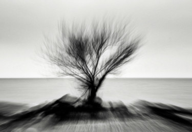 Fotografía titulada "Kiter's Cove Tree" por John Pingree, Obra de arte original, Fotografía digital