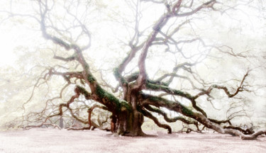 Fotografía titulada "Old Oak" por John Pingree, Obra de arte original, Fotografía digital