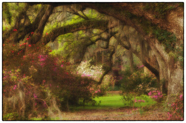 摄影 标题为“Magnolia Gardens_00…” 由John Pingree, 原创艺术品, 数码摄影