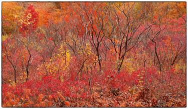 Fotografía titulada "North Service Fall" por John Pingree, Obra de arte original, Fotografía digital