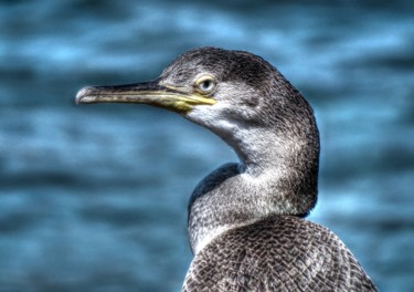 Photographie intitulée "Le cormoran" par Jac Lo, Œuvre d'art originale, Photographie numérique