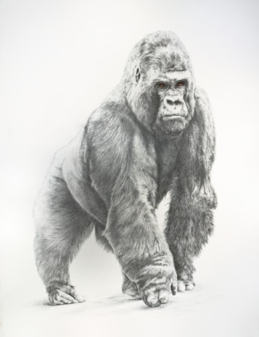 Dessin intitulée "Gorille de montagne" par Jacek Ciecierski, Œuvre d'art originale, Crayon