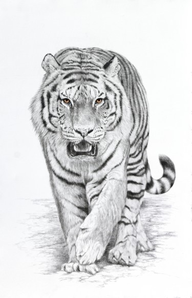 Tigre Dessin intitulée "Tigre" par Jacek Ciecierski, Œuvre d'art originale, Graphite