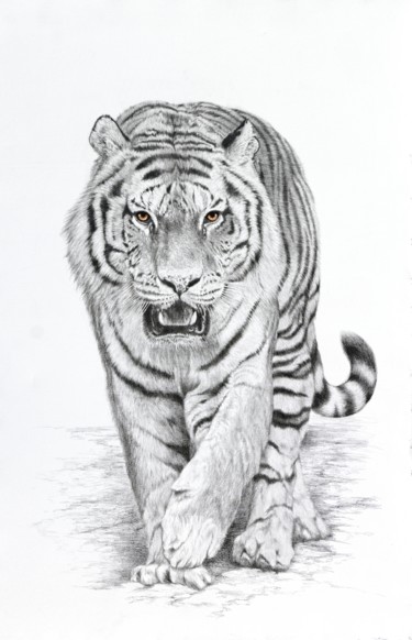 Dessin intitulée "Tigre" par Jacek Ciecierski, Œuvre d'art originale, Graphite