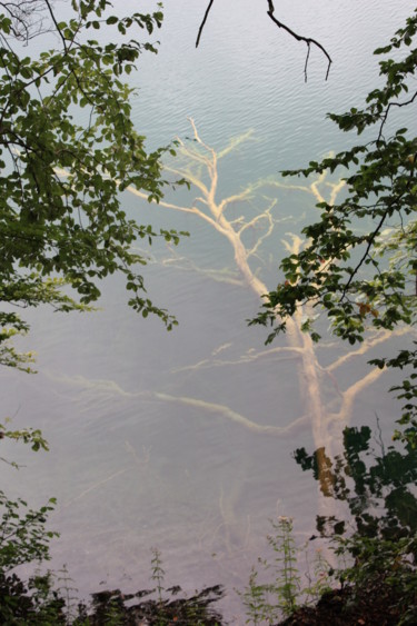 「l'arbre dans l'eau…」というタイトルの写真撮影 Jacques Veinante (jackart)によって, オリジナルのアートワーク
