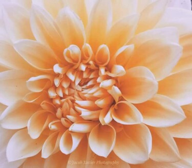 Фотография под названием "Beauty of flower" - Jacob Xavier, Подлинное произведение искусства, Не манипулируемая фотография