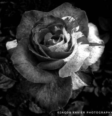 Fotografie getiteld "Rose in bnw" door Jacob Xavier, Origineel Kunstwerk, Digitale fotografie