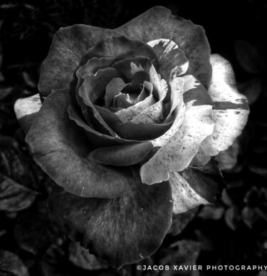 Fotografia intitulada "Rose in bnw" por Jacob Xavier, Obras de arte originais, Fotografia digital