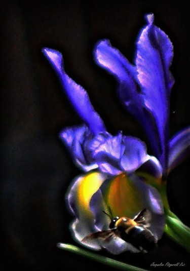 Photography titled "Floral 001" by Jacqueline Fitzgerald Ruiz, Original Artwork