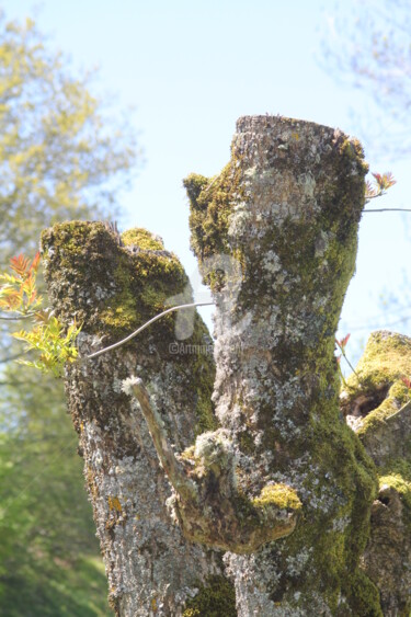 Photographie intitulée "L'arbre insolent  t…" par Jacques Bourdon (JAQ), Œuvre d'art originale