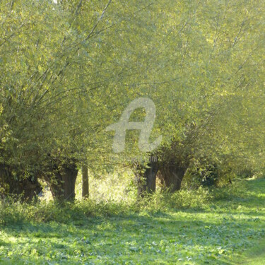 Photographie intitulée "foisonnement" par Jacques Bourdon (JAQ), Œuvre d'art originale