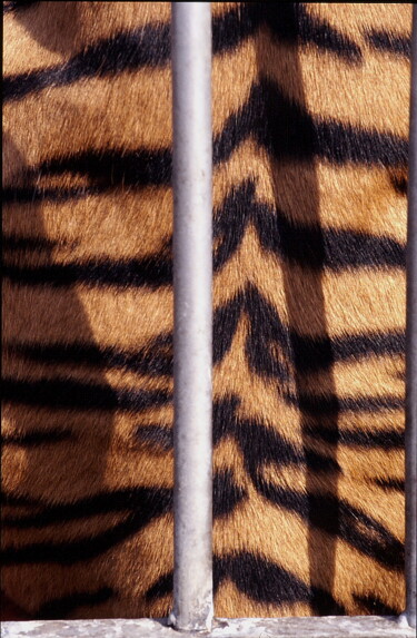 Photographie intitulée "Bengali doré - tigr…" par Jacques Jégo, Œuvre d'art originale
