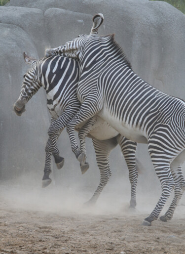 Photographie intitulée "Joute - Scène 5 - i…" par Jacques Jégo, Œuvre d'art originale