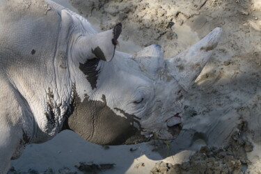 Photographie intitulée "Rhinos - scène 1 -…" par Jacques Jégo, Œuvre d'art originale