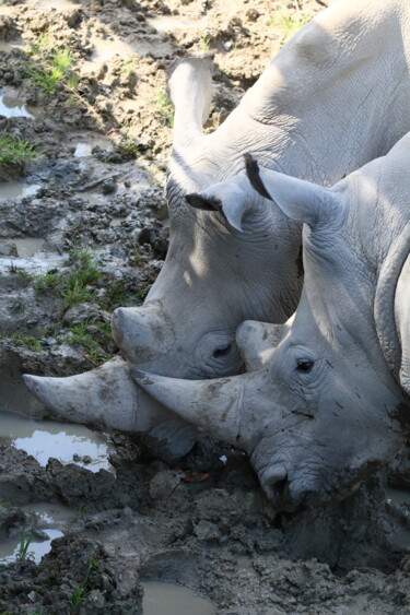Fotografie mit dem Titel "Rhinos - scène 2 -…" von Jacques Jégo, Original-Kunstwerk