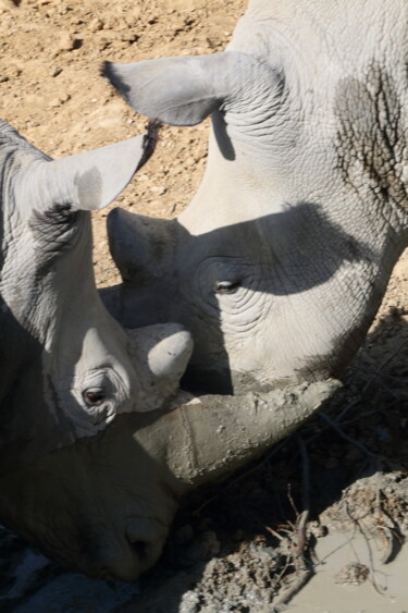 Photographie intitulée "Rhinos - scène 3 -…" par Jacques Jégo, Œuvre d'art originale