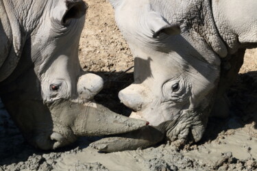 Photographie intitulée "Rhinos - scène 4 -…" par Jacques Jégo, Œuvre d'art originale