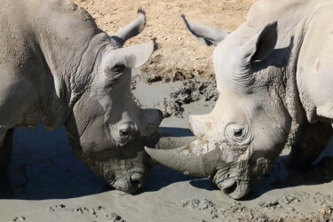 Fotografie mit dem Titel "Rhinos - scène 7 -…" von Jacques Jégo, Original-Kunstwerk