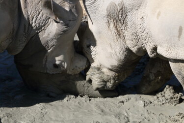 Fotografie mit dem Titel "Rhinos - scène 8 -…" von Jacques Jégo, Original-Kunstwerk