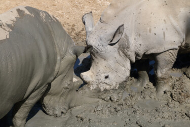 Photographie intitulée "Rhinos - scène 9 -…" par Jacques Jégo, Œuvre d'art originale