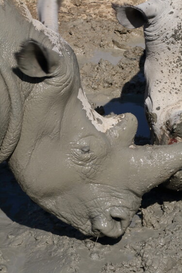 Fotografie mit dem Titel "Rhinos - scène 10 -…" von Jacques Jégo, Original-Kunstwerk